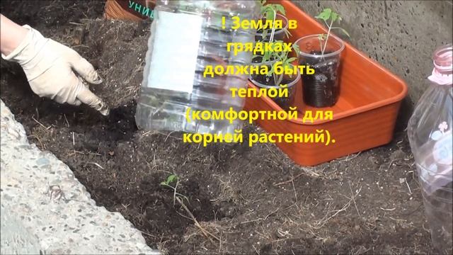 Когда можно высадить рассаду томатов на постоянное место? смотреть онлайн