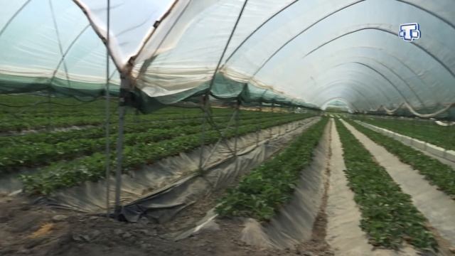 В Крыму начался сезон клубники