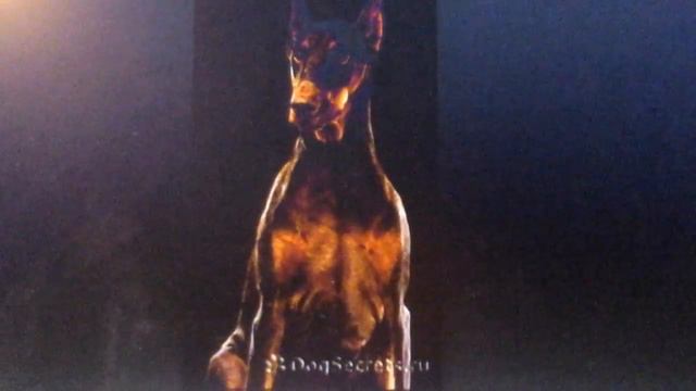 Доберман смотреть онлайн