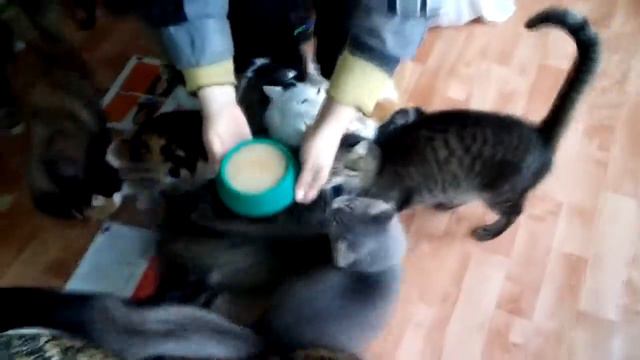 Вениамин из приюта ждет Вас! смотреть онлайн