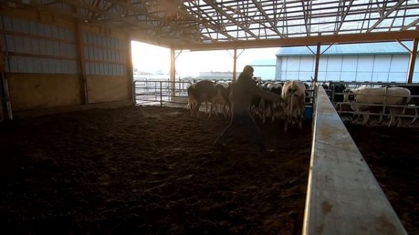 Telehandlers Hauling Manure