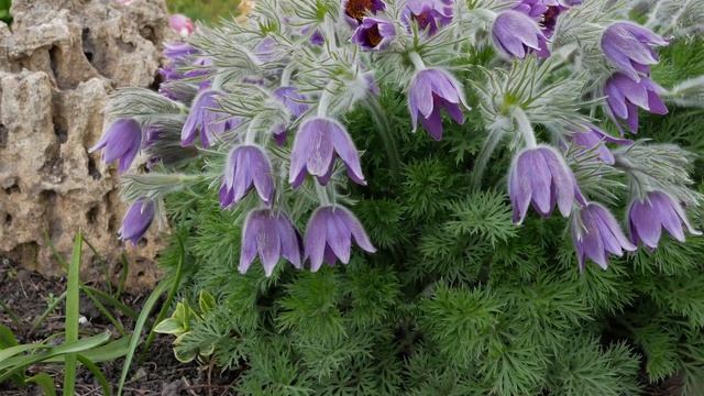 Сон-трава. Прострел. Первоцветы часть 3. смотреть онлайн