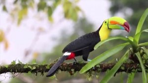 Тукан  птица с самым красивым клювом