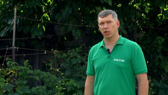 Борьба с тлей (попелиці) на овощных культурах с помощью биологического препарата Актоцид смотреть онлайн