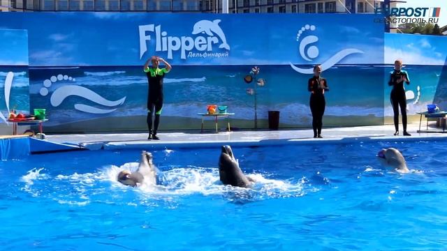 Звёзды нового дельфинария в Парке Победы показали, на что они способны смотреть онлайн