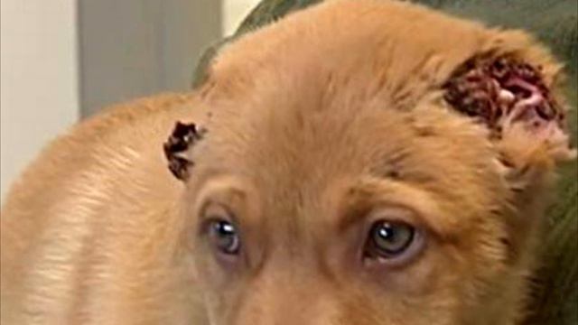 Женщина думала, что у щенка завёрнуты уши, правда оказалось куда страшнее, в такое трудно поверить смотреть онлайн