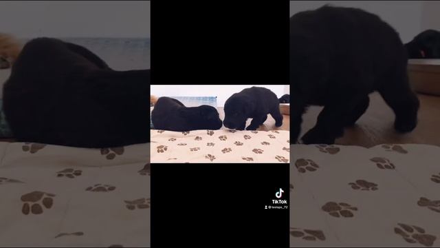 Щенки длинношерстной Немецкой овчарки (3 недели) смотреть онлайн