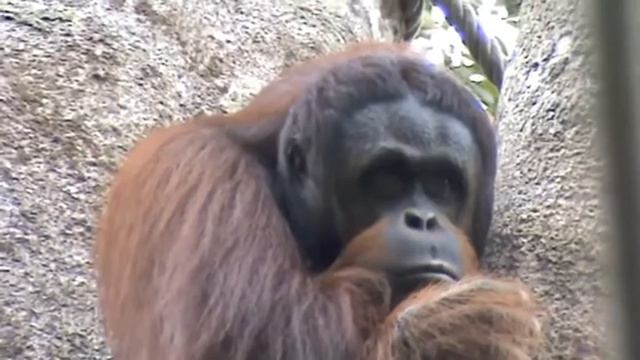 Орангутанги Orangutans
