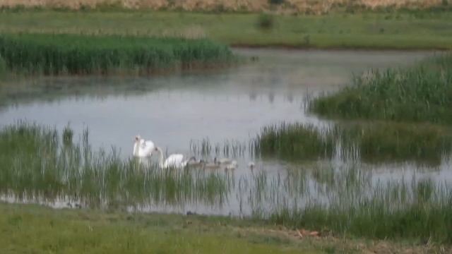 Семейство лебедей смотреть онлайн