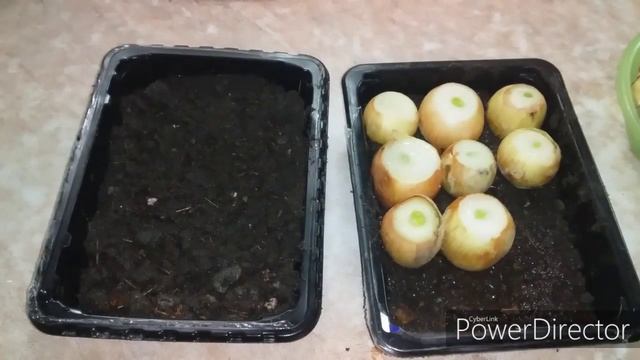 Как Посадить Лук на Зелень Дома?/Зеленый Лук Круглый Год /Идея для Бизнеса на Дому смотреть онлайн