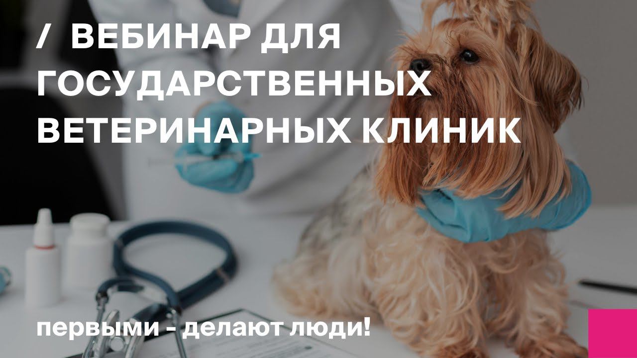 Что нужно ветеринарным клиникам,чтобы оптимизировать документацию и больше времени уделять пациентам смотреть онлайн