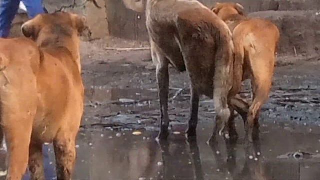 Dogs Defend Male Female Dog Matching In The Market Funnydogs Dogfun