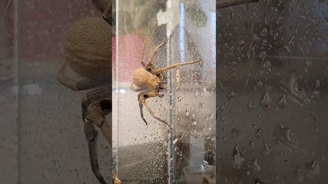 Brazilian wandering spiders drinking (Phoneutria fera) смотреть онлайн