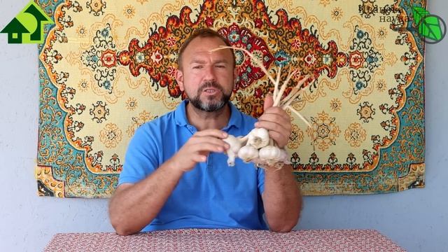 КИТАЙСКОМУ ЧЕСНОКУ ОТСТАВКА! Храните чеснок до нового урожая в целости и сохранности! Почему гниёт смотреть онлайн