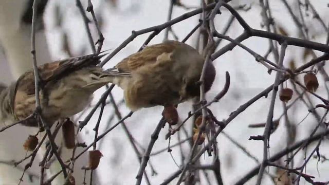 Чечетки на березе 13 октября смотреть онлайн