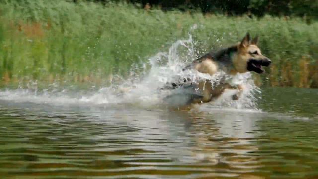 Owczarek Wschodnioeuropejski TOP 5 CO MUSISZ WIEDZIEĆ смотреть онлайн