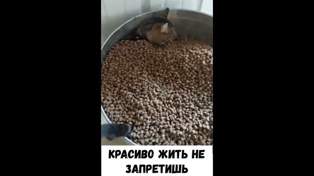 Смешные КОТЫ КОТИКИ КОТЯТА Приколы с животными #21 смотреть онлайн
