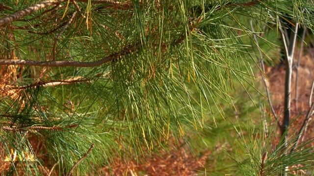 Seaside Flavor Journey: Mouthwatering Delicacies on the Shore смотреть онлайн