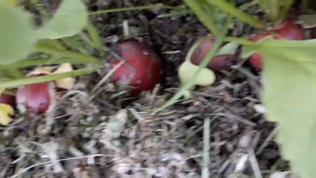 Самый лучший сорт редиса смотреть онлайн