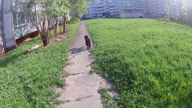 Экшн-камера EKEN H9 запись видео в 2.7к 30fps смотреть онлайн