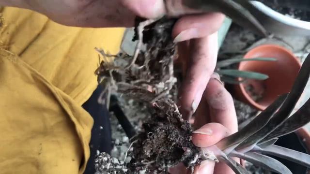 Repotting Gasteria Mother And Pups смотреть онлайн