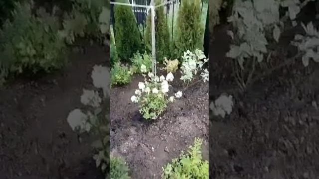 Посадка растений ландшафтный дизайн, Анастасия Домрачева. смотреть онлайн