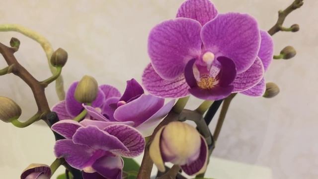 Завоз орхидей в Экофлору 7 января 2020 г. Бабочки, Стюартиана, Виолет Квин, Лас Вегас, Синголо и т смотреть онлайн