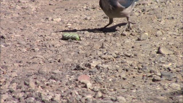 Bluejay got the tomato worm смотреть онлайн