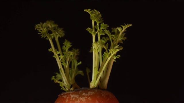 Өттегі тасты үй жағдайында емдеу. Өтті тазалау смотреть онлайн