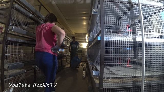 Уборка нового курятника смотреть онлайн