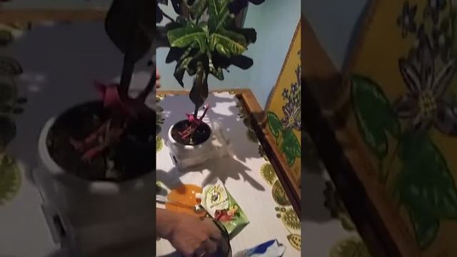 Чем можно протирать листья цветов смотреть онлайн