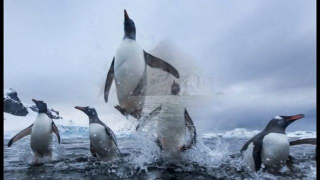 Пингвины. Вторая часть .Виды пингвинов. смотреть онлайн