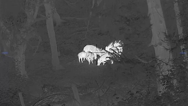 Hunting MONSTER Wild Boar with the Pulsar Thermion DUO DXP55 смотреть онлайн