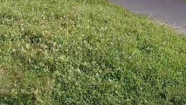 Гриб рекордних розмірів, ну дуже великий ? смотреть онлайн