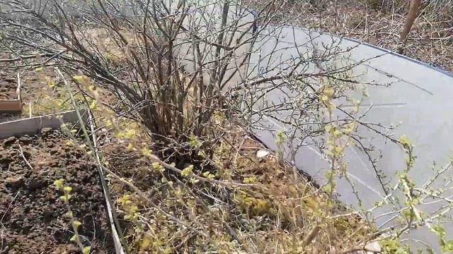 Первый дачный ВЛОГ Сезон открыли! смотреть онлайн