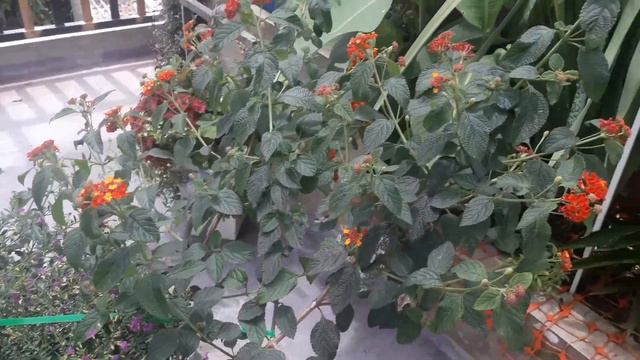 lantana e outras смотреть онлайн