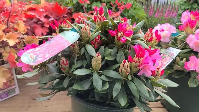 Rhododendron 'Kalinka' // GORGEOUS, Free Flowering, Top Performing, Compact, EVERGREEN Shrub