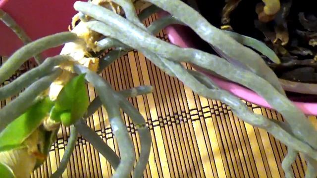 Орхидеи дали деток!!! РАЗМНОЖЕНИЕ орхидей. смотреть онлайн