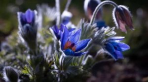 Частота 741 Гц 5 я чакра  чистит тело от инфекций, ауру и пространство от воздействий и сущностей