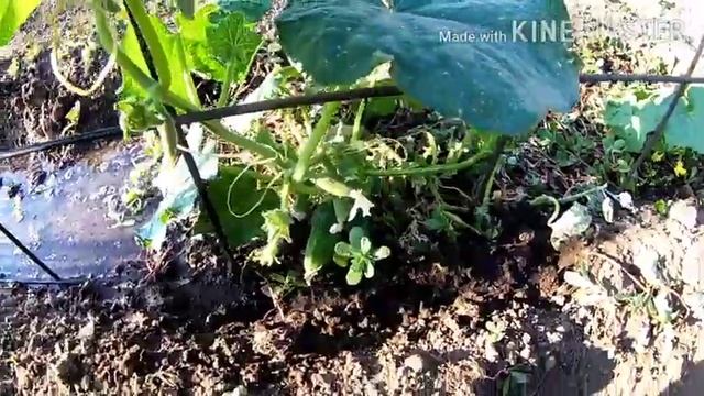 #AliExpress #посылка #Vlog Vlog:Посылка/Чехол для планшета/ Опять в огород смотреть онлайн