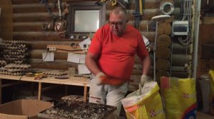 Чем кормить перепелов?