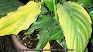 Спатифиллум — уход в домашних условиях, почему сохнут кончики листьев