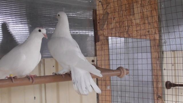 Прилетела голубка! Новая пара! смотреть онлайн