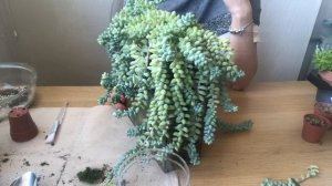 Виды Седумов | Обзор Комнатных Очитков