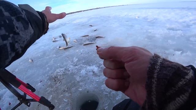 Клёв ОДНА ЗА ОДНОЙ не дает опустить!!!! Зимняя рыбалка 2022 плотва подуст густера лещ смотреть онлайн
