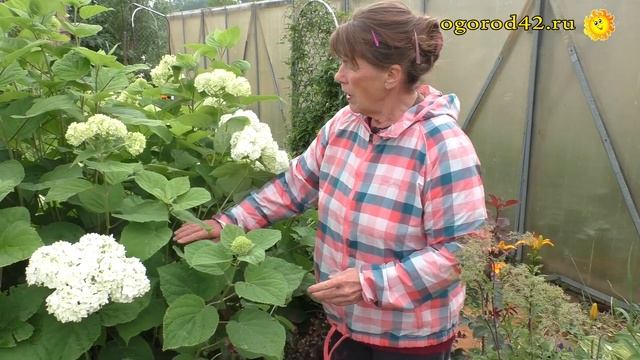 Свой саженец гортензии - уже к осени этого года смотреть онлайн