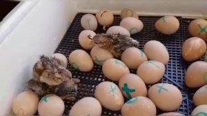 Инкубация фазан серебристый и цесарка кремовая