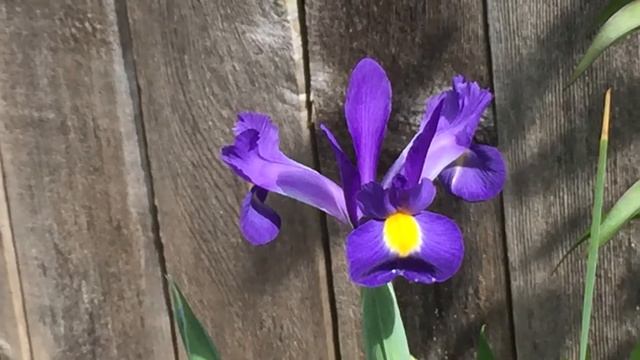 Iris (Blue Magic) - In Blooms May 19 смотреть онлайн