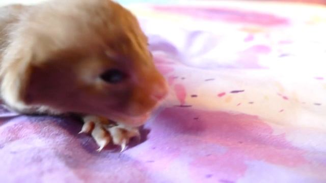 Ori Oriental Cinnamon 1