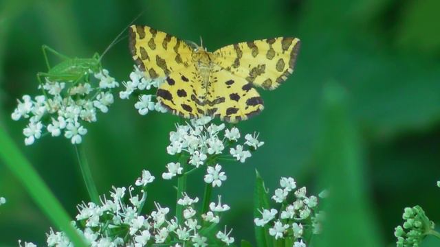 Бабочка. Пяденица пятнистая ( Pseudopanthera macularia ) смотреть онлайн